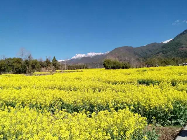 界头油菜花盛开，金黄诗画映照远方