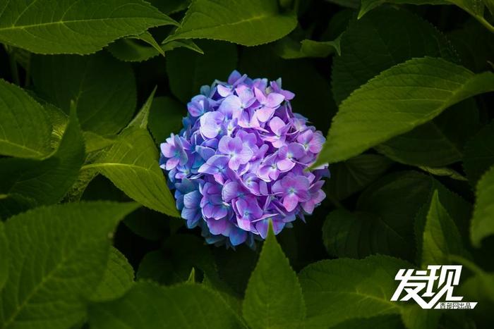 小雁塔绣球花盛开，展现绚丽魅力