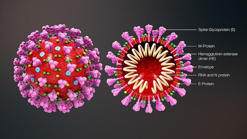 最新肺癌病毒研究，挑战与机遇的并存探讨